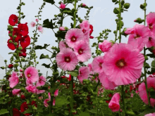 گیف گل اطلسی