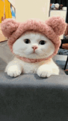 گیف گربه