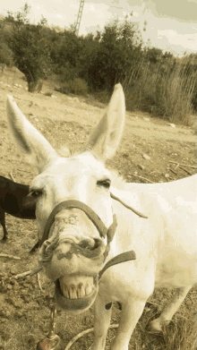 گیف الاغ