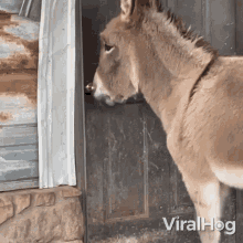 گیف الاغ