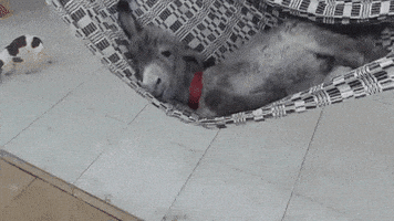 گیف الاغ