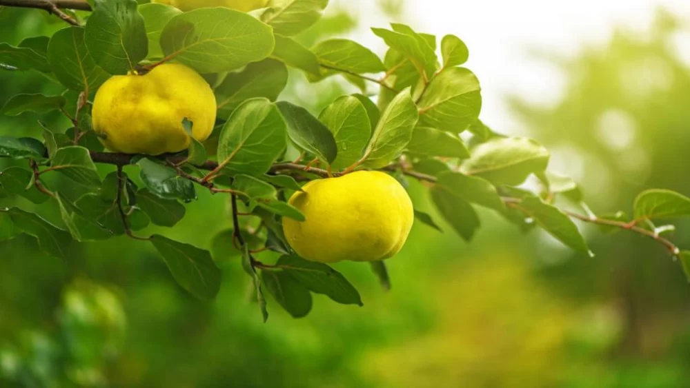 خواص به برای پوست