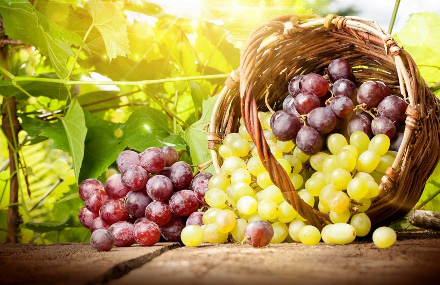 دانستنی هایی درمورد ارزش غذایی و خواص انگور