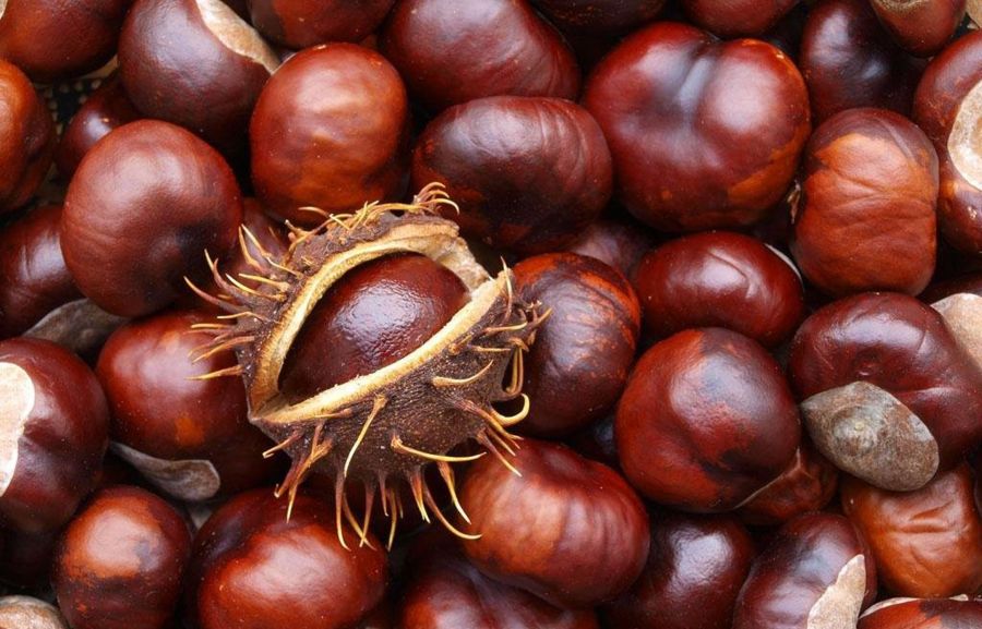 از ارزش غذایی و خواص بلوط بدانید