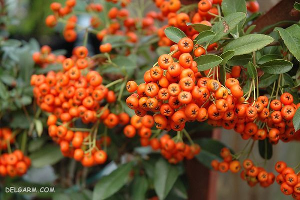 گل پاییزی/گل های مخصوص فصل پاییز/گل های مخصوص فصل زمستان/گل های مخصوص پاییزه/گل زمستانی/گل مناطق سردسیری/گل برای هوای سرد