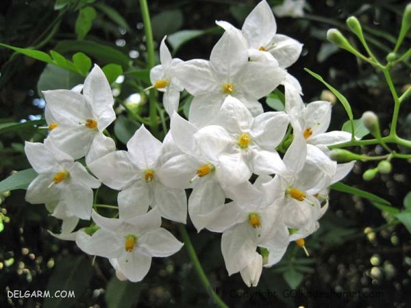 گل برای انرژی مثبت/گل برای رفع انرژی منفی/گل انرژی دهنده/گل انرژی زا/گل برای انرژی در خانه/گل برای سلامتی/بهترین گل برای انرژی مثبت