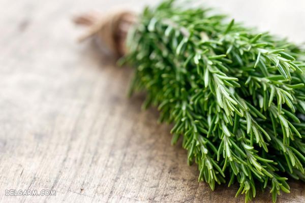 گل برای انرژی مثبت/گل برای رفع انرژی منفی/گل انرژی دهنده/گل انرژی زا/گل برای انرژی در خانه/گل برای سلامتی/بهترین گل برای انرژی مثبت