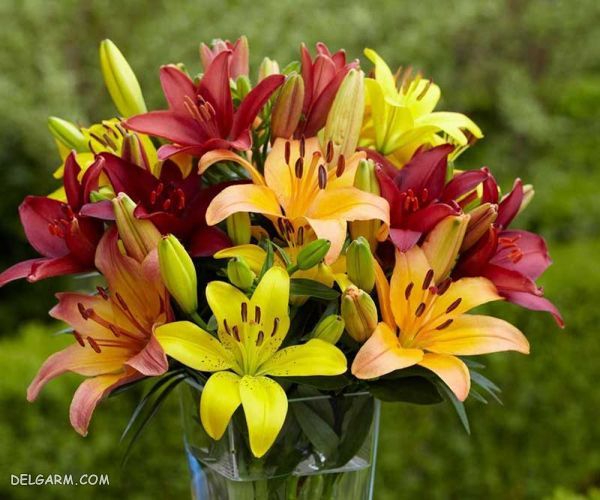 گل برای انرژی مثبت/گل برای رفع انرژی منفی/گل انرژی دهنده/گل انرژی زا/گل برای انرژی در خانه/گل برای سلامتی/بهترین گل برای انرژی مثبت