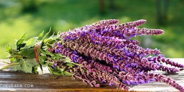 گل برای انرژی مثبت/گل برای رفع انرژی منفی/گل انرژی دهنده/گل انرژی زا/گل برای انرژی در خانه/گل برای سلامتی/بهترین گل برای انرژی مثبت
