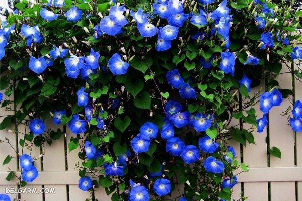 گل برای انرژی مثبت/گل برای رفع انرژی منفی/گل انرژی دهنده/گل انرژی زا/گل برای انرژی در خانه/گل برای سلامتی/بهترین گل برای انرژی مثبت