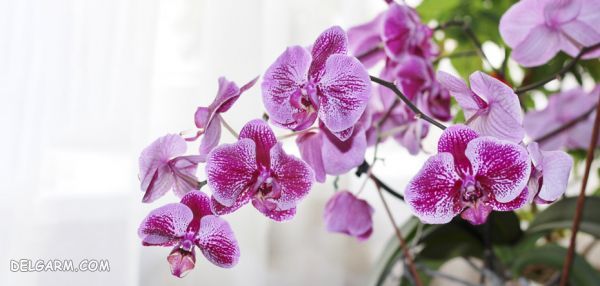 گل برای انرژی مثبت/گل برای رفع انرژی منفی/گل انرژی دهنده/گل انرژی زا/گل برای انرژی در خانه/گل برای سلامتی/بهترین گل برای انرژی مثبت