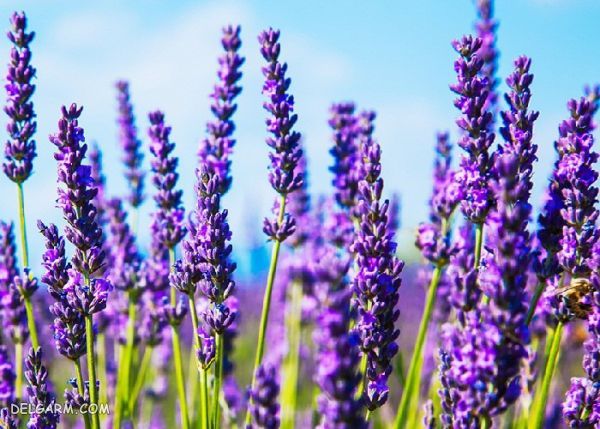 گل برای انرژی مثبت/گل برای رفع انرژی منفی/گل انرژی دهنده/گل انرژی زا/گل برای انرژی در خانه/گل برای سلامتی/بهترین گل برای انرژی مثبت