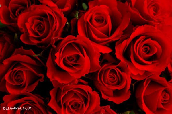 گل برای انرژی مثبت/گل برای رفع انرژی منفی/گل انرژی دهنده/گل انرژی زا/گل برای انرژی در خانه/گل برای سلامتی/بهترین گل برای انرژی مثبت