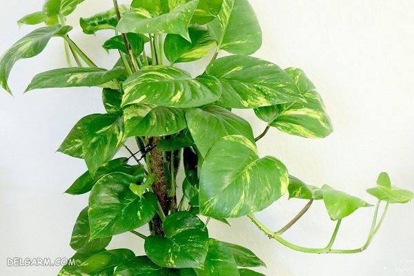 گل آرایی دستشویی/گل برای سرویس بهداشتی/گل برای دستشویی/گل برای حمام/گل مناسب دستشویی/گل مناسب سرویس بهداشتی/گل مناسب حمام/گل مخصوص سرویس بهداشتی/گل طبیعی مخصوص سرویس بهداشتی/گل آرایی سرویس بهداشتی/گلدان مناسب سرویس بهداشتی/گل و گیاهان مناسب سرویس بهداشتی/گل سرویس بهداشتی/گل آرایی حمام/گل مناسب حمام