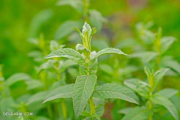 خواص سبزی معطر/خواص پونه