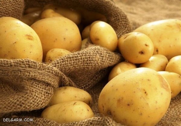 گیاهان ریشه ای