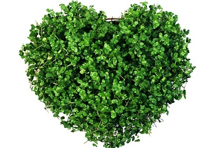 طرز تهیه سبزه به شکل قلب/کاشت سبزه عید به شکل قلب