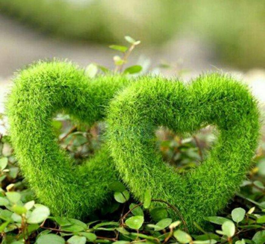 تهیه سبزه به شکل قلب/روش کاشت سبزه مدل قلبی