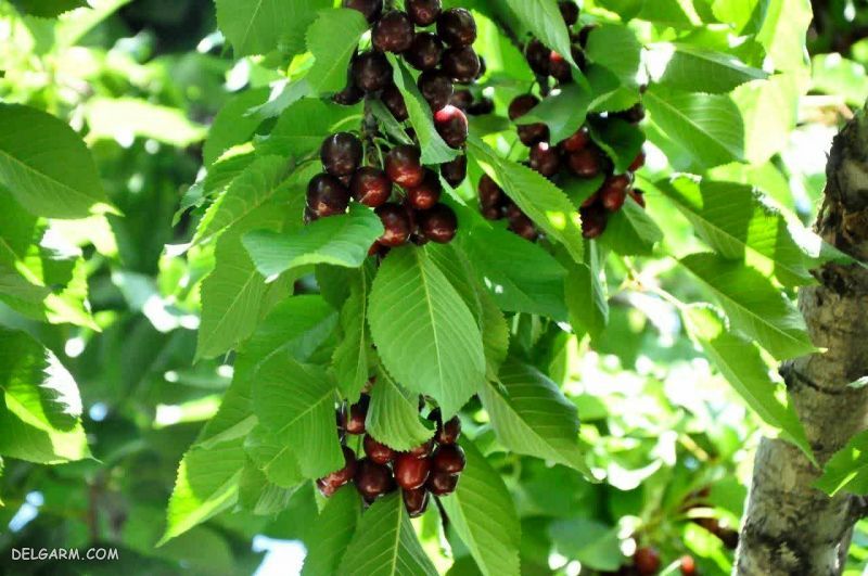 پایتخت گیلاس ایران کجاست