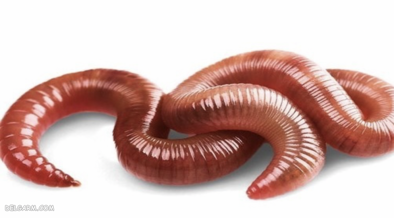 بهترین روغن برای رویش مجدد مو