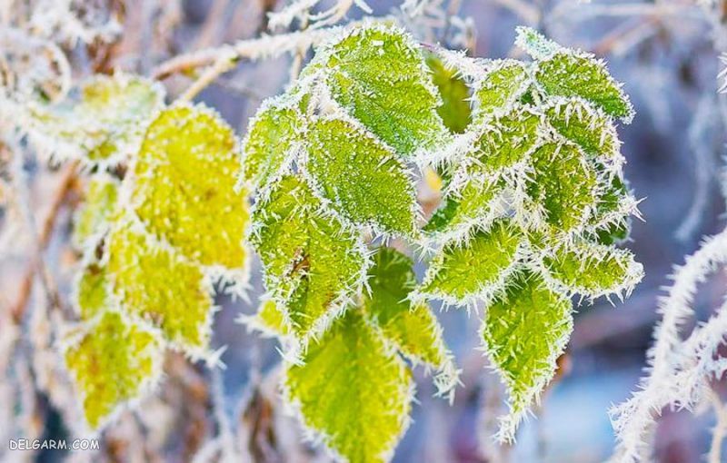 عکس پروفایل زمستانی دخترانه