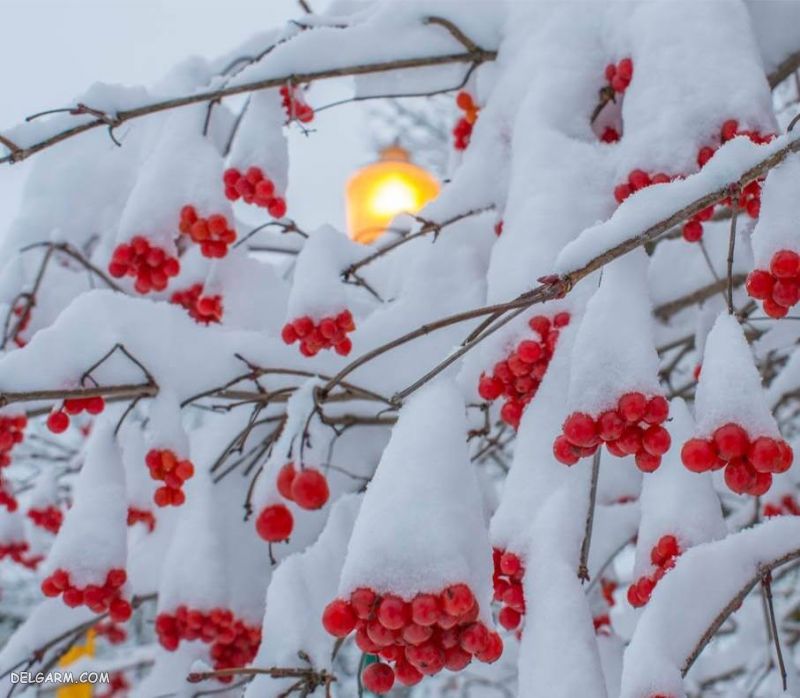 تصاویر زمستانی طبیعت