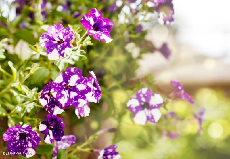 بک گراند گل برای گوشی