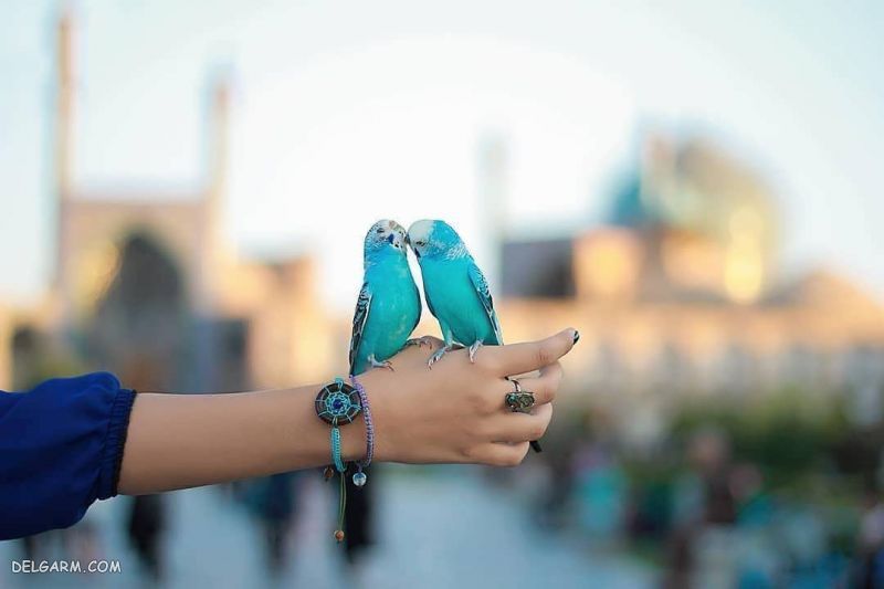 عکس دست خوشگل