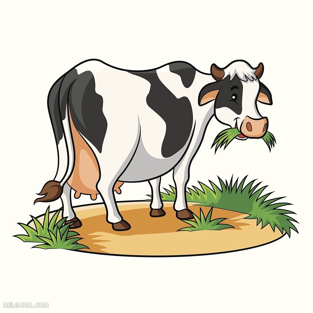 Корова ест траву на белом фоне
