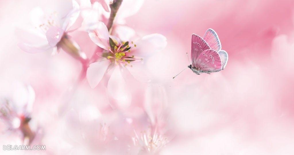 عکس شکوفه گیلاس