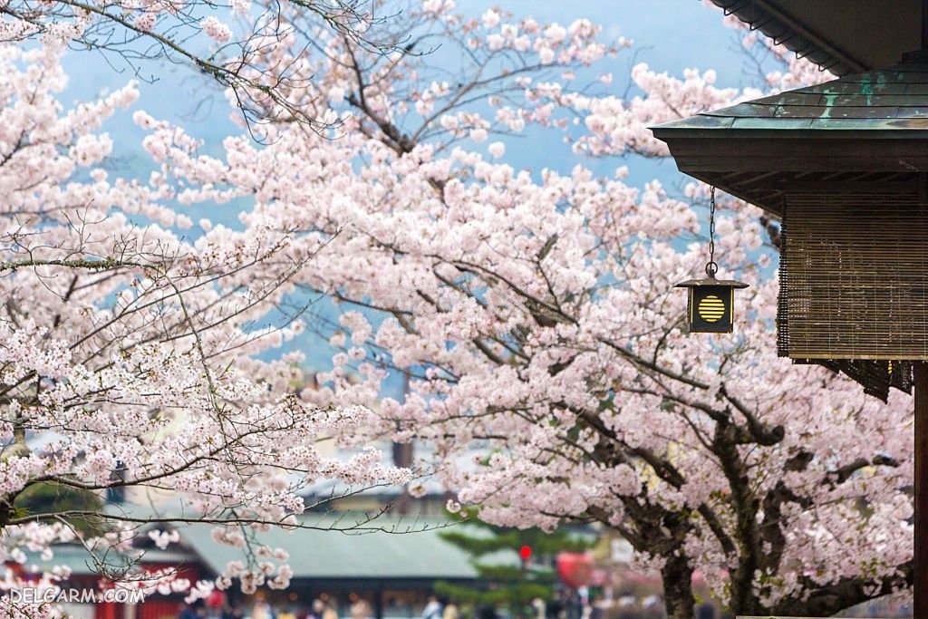 عکس شکوفه گیلاس بهاری صورتی