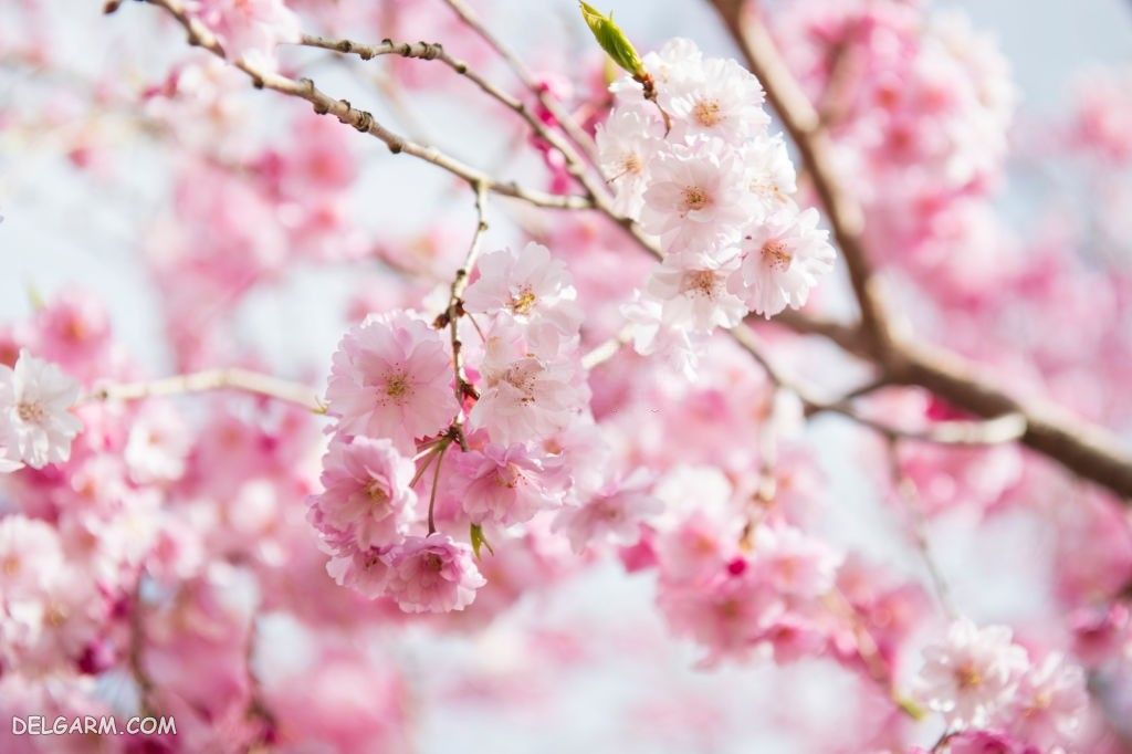 دانلود عکس شکوفه بهاری گیلاس