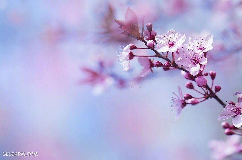 دانلود عکس از شکوفه گیلاس