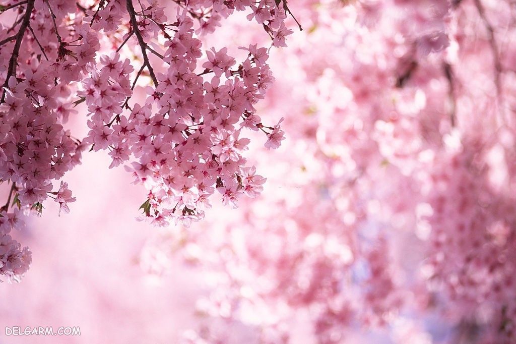 عکس شکوفه های گیلاس در فصل بهار