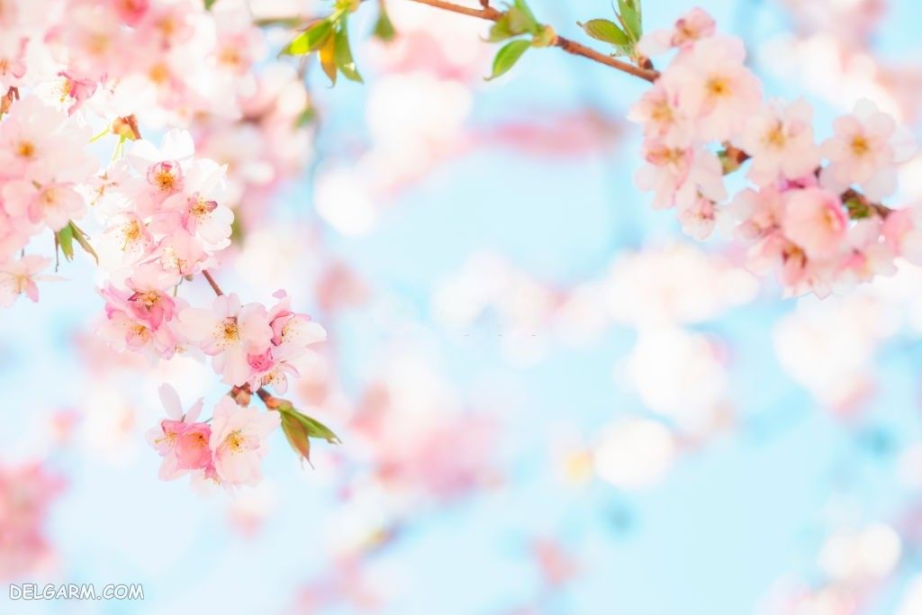 عکس های شکوفه گیلاس برای استوری