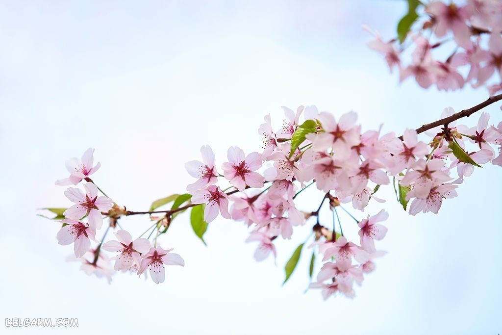 عکس پروفایل از شکوفه سیب بهاری