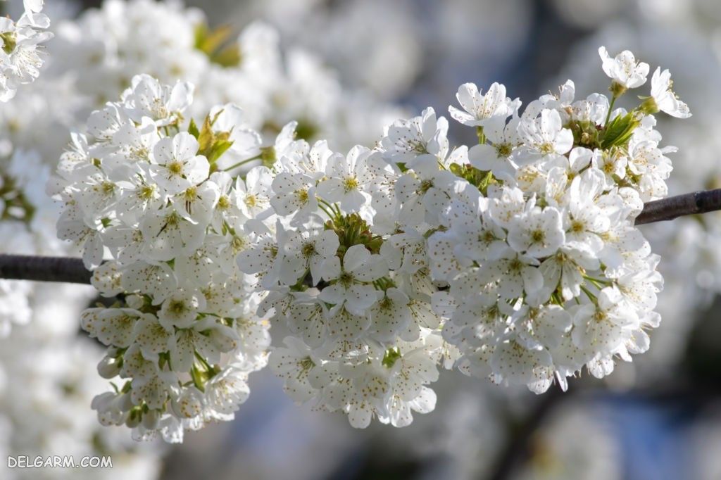 عکس پروفایل شکوفه بهاری گیلاس