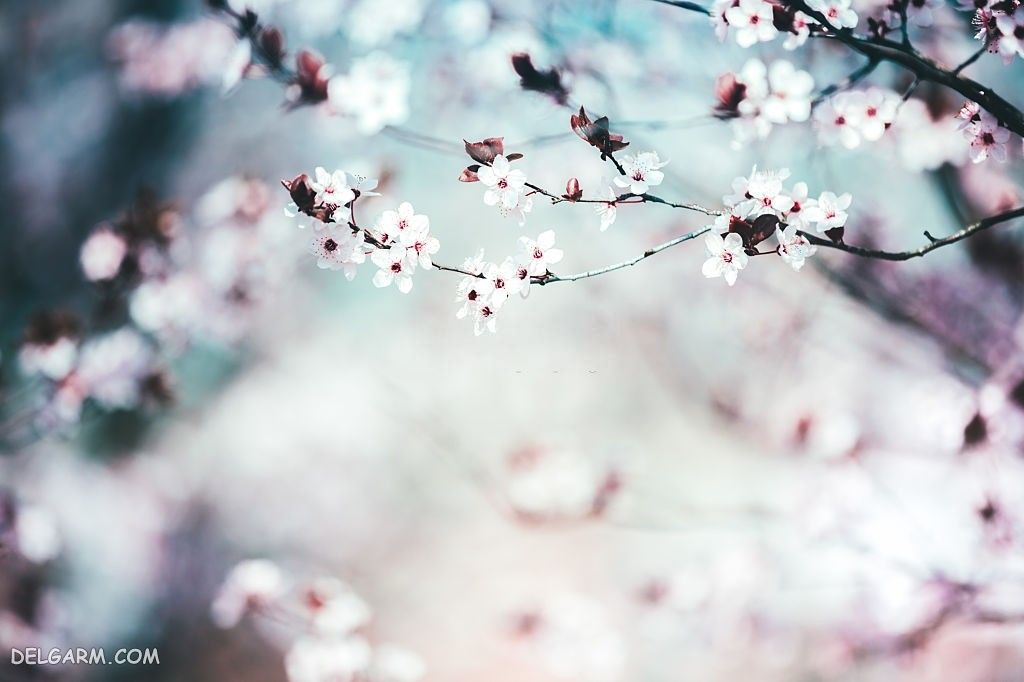 عکس شکوفه گیلاس بهاری سفید