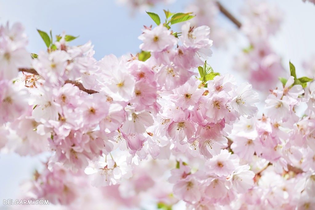 عکس زیبا از شکوفه گیلاس