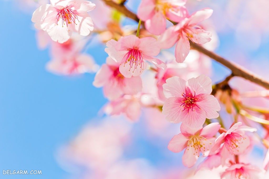 عکس پروفایل شکوفه گیلاس بهاری