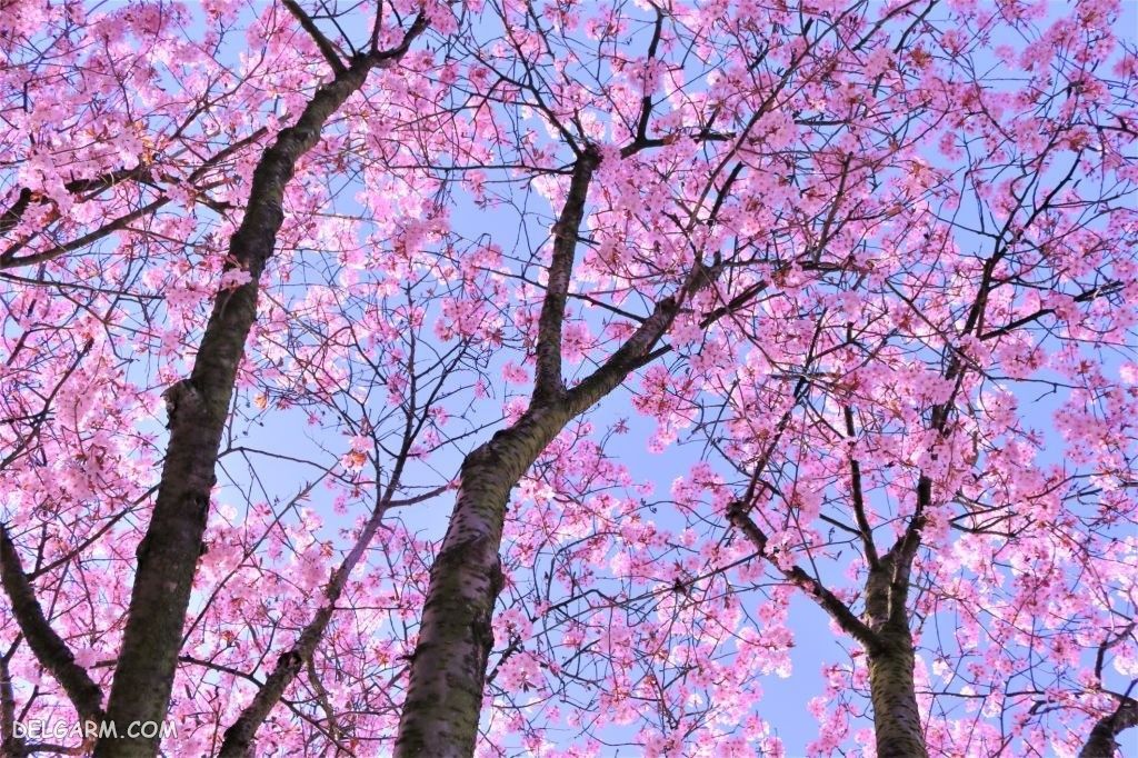 عکس پروفایل شکوفه گیلاس