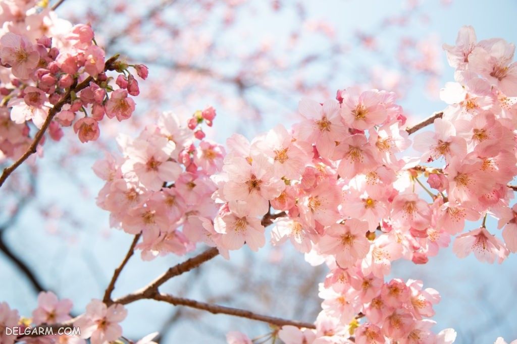 عکس شکوفه گیلاس بهاری