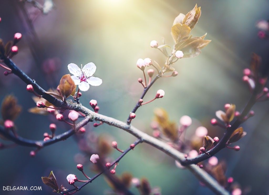 عکس با کیفیت از شکوفه گیلاس
