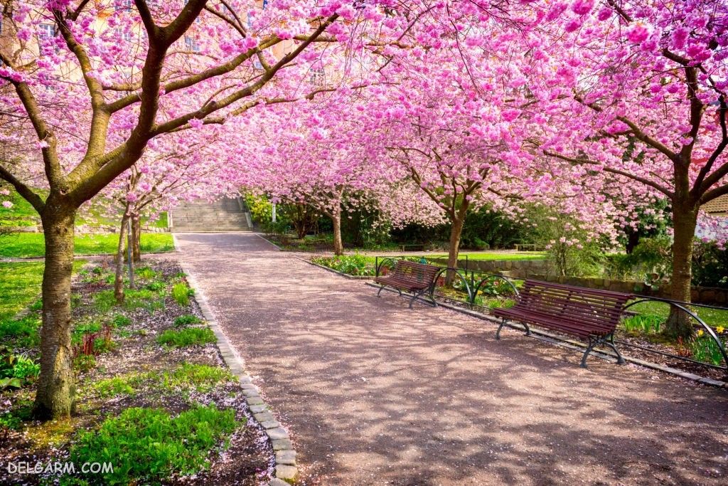 عکس شکوفه درخت گیلاس