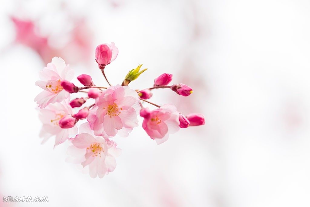 عکس از شکوفه گیلاس