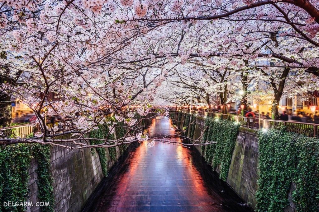 عکس شکوفه های درخت گیلاس