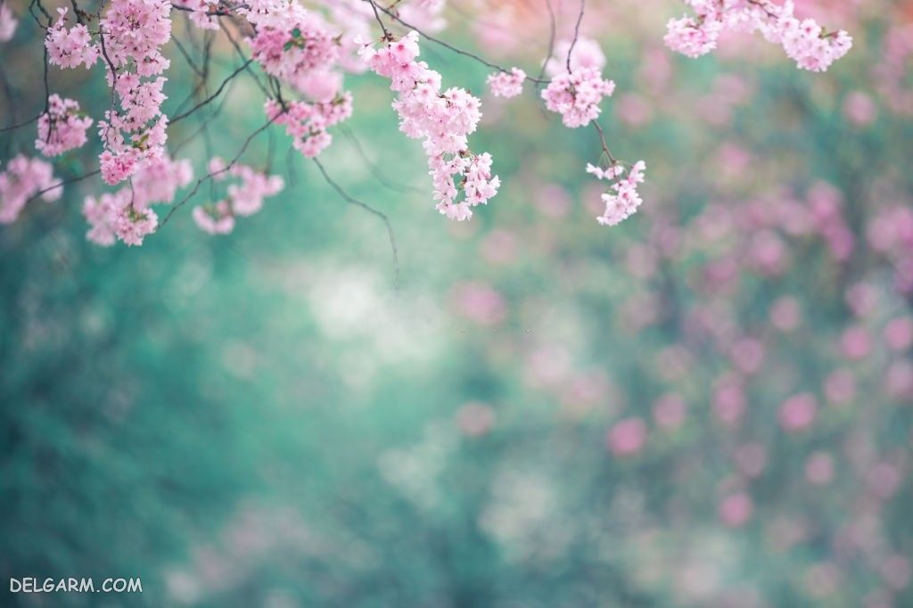 عکس شگوفه گل گیلاس بهاری