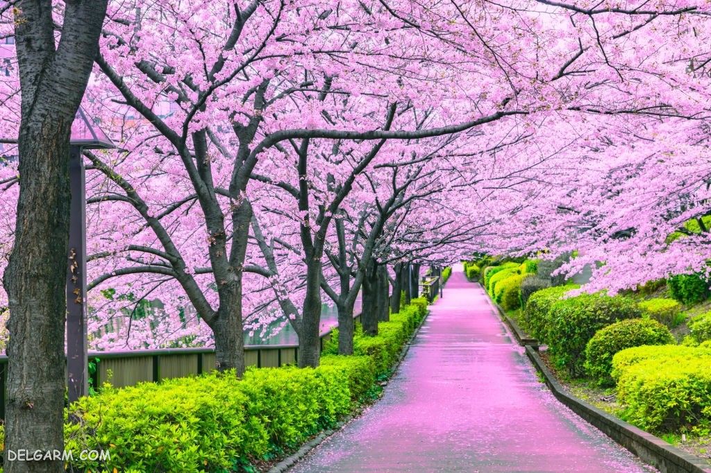 عکس شکوفه گیلاس برای بک گراند