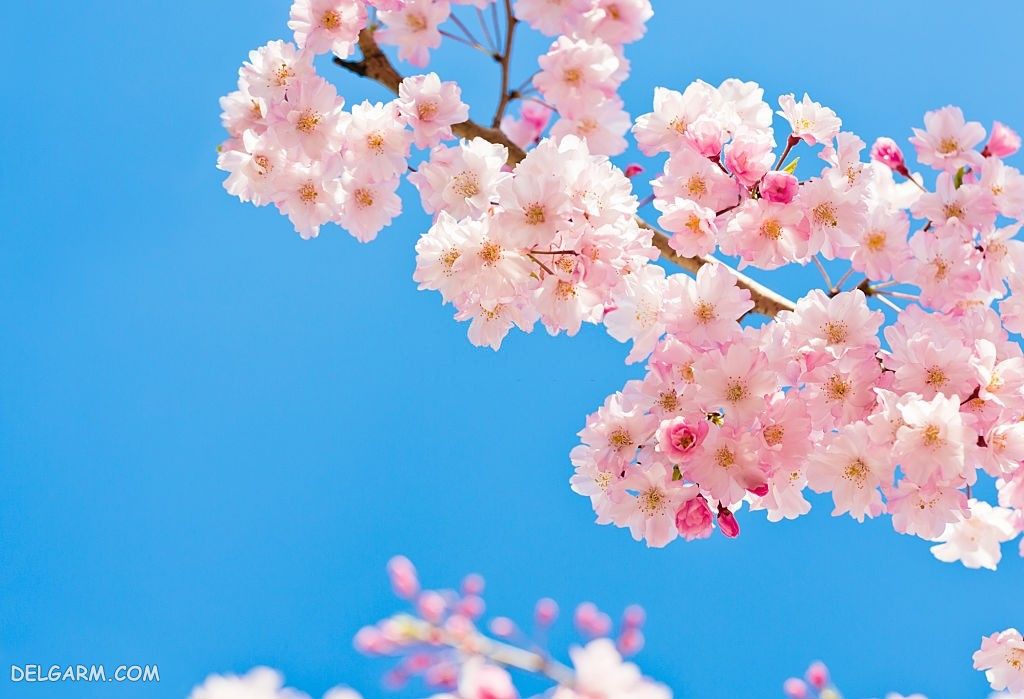 عکس شکوفه گیلاس برای صفحه کامپیوتر