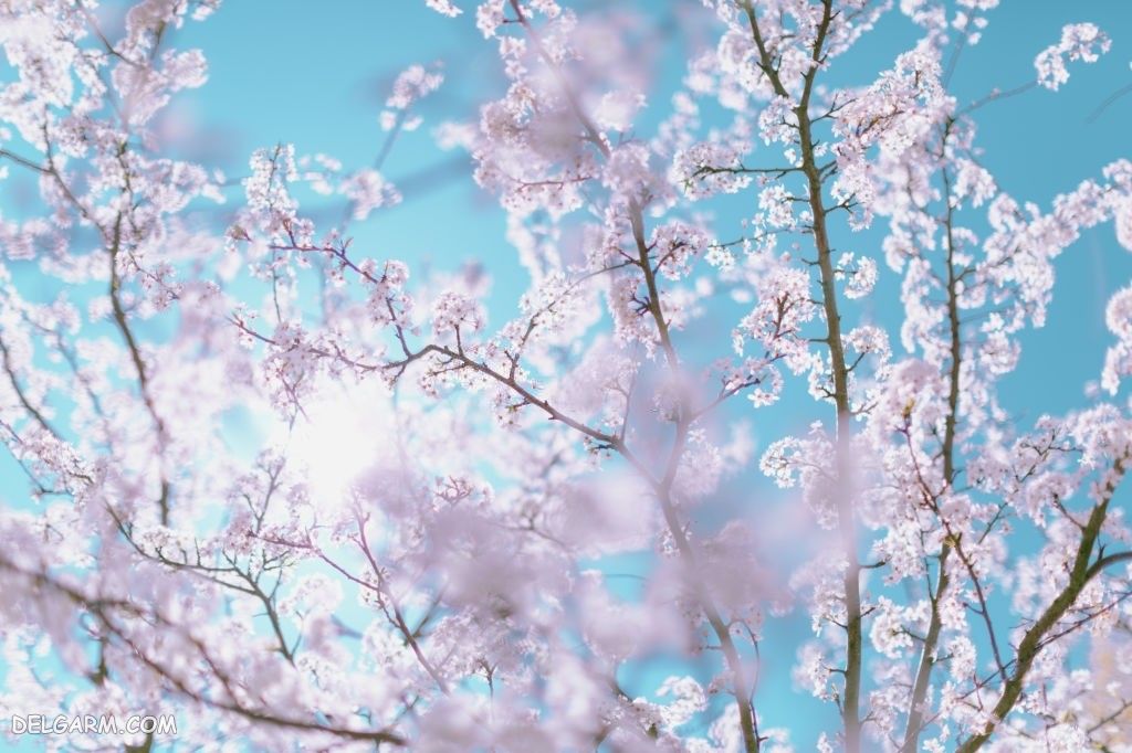 عکس شکوفه های بهاری سفید